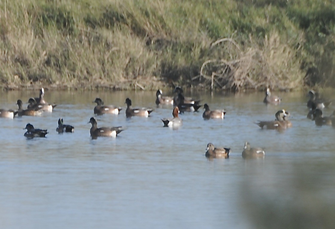 Eurasian Wigeon - ML647366295