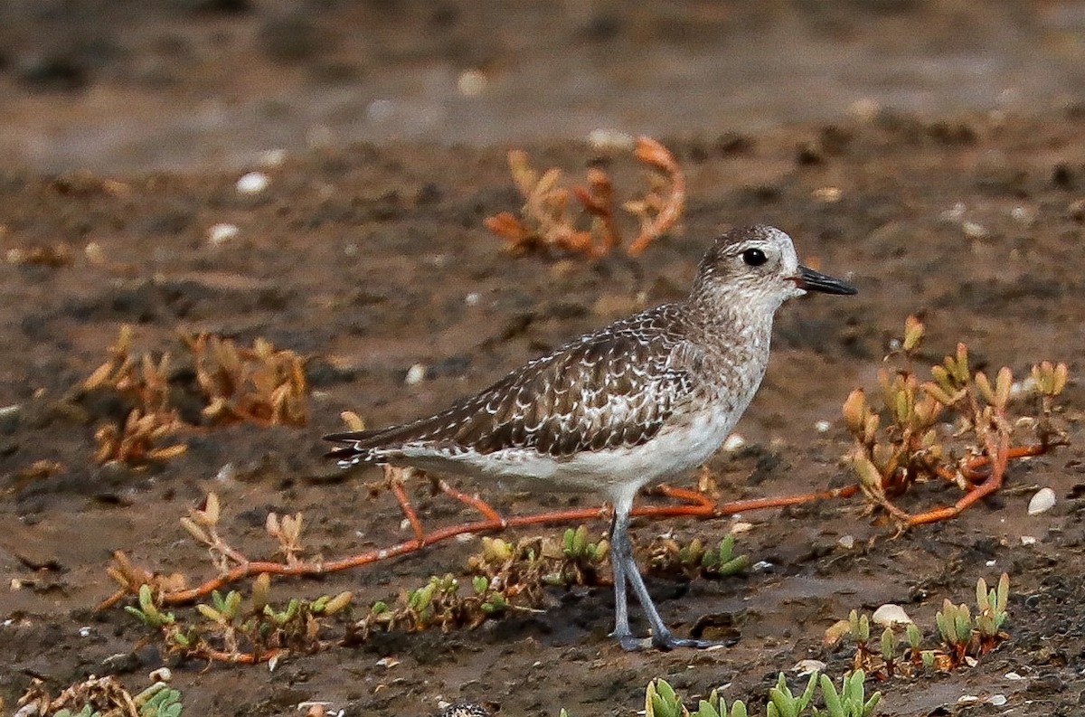 Black-bellied Plover - ML647366308