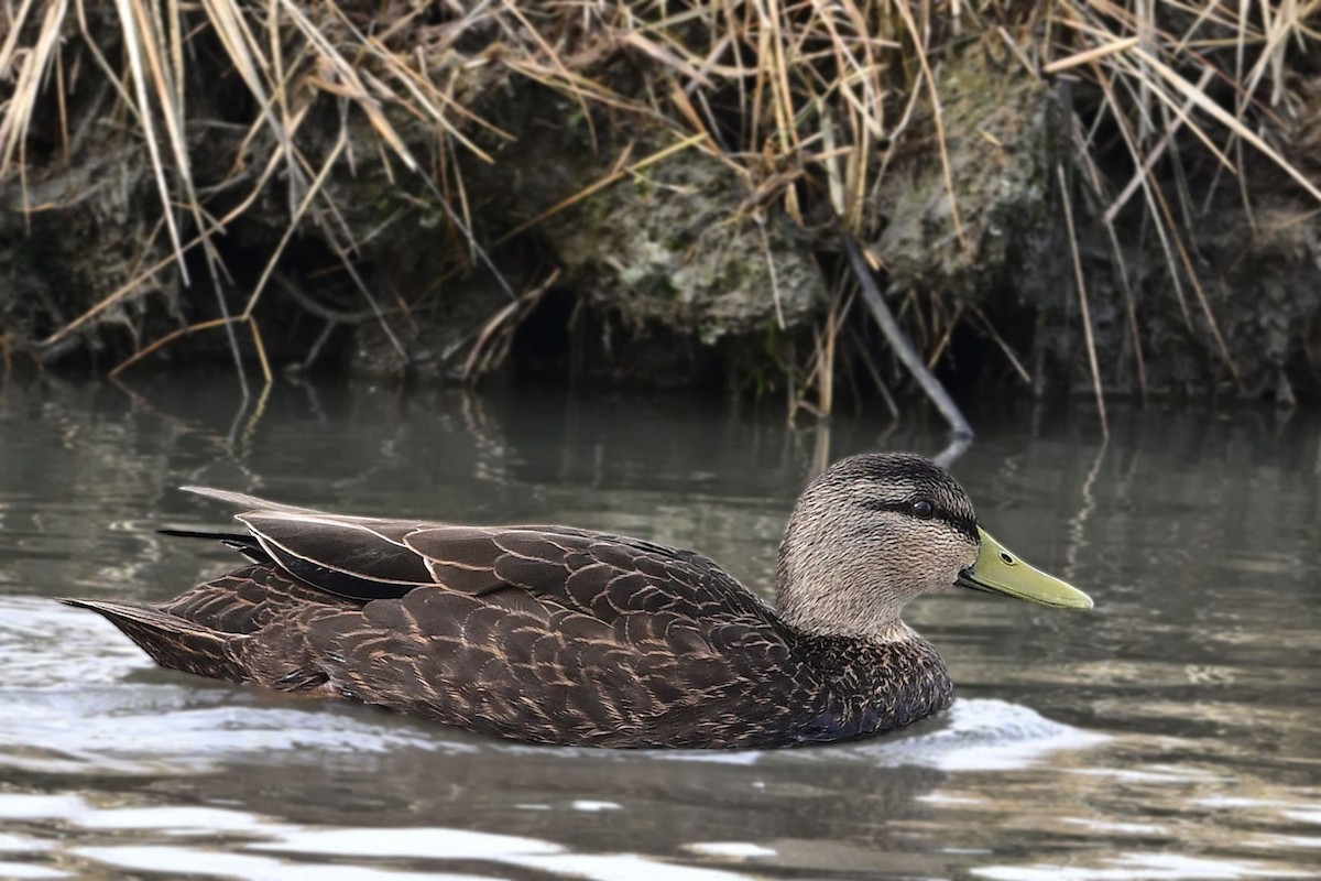 American Black Duck - ML647366317
