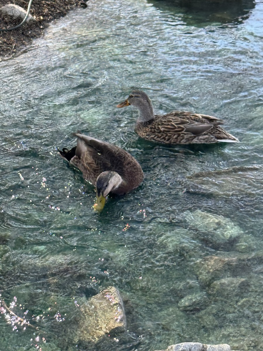 Ánade Mexicano - ML647366322