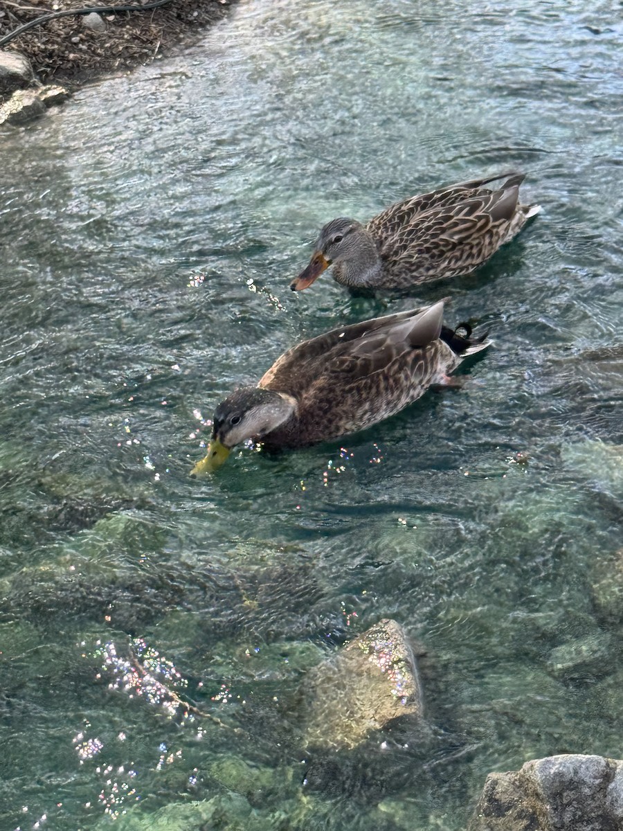 Ánade Mexicano - ML647366323