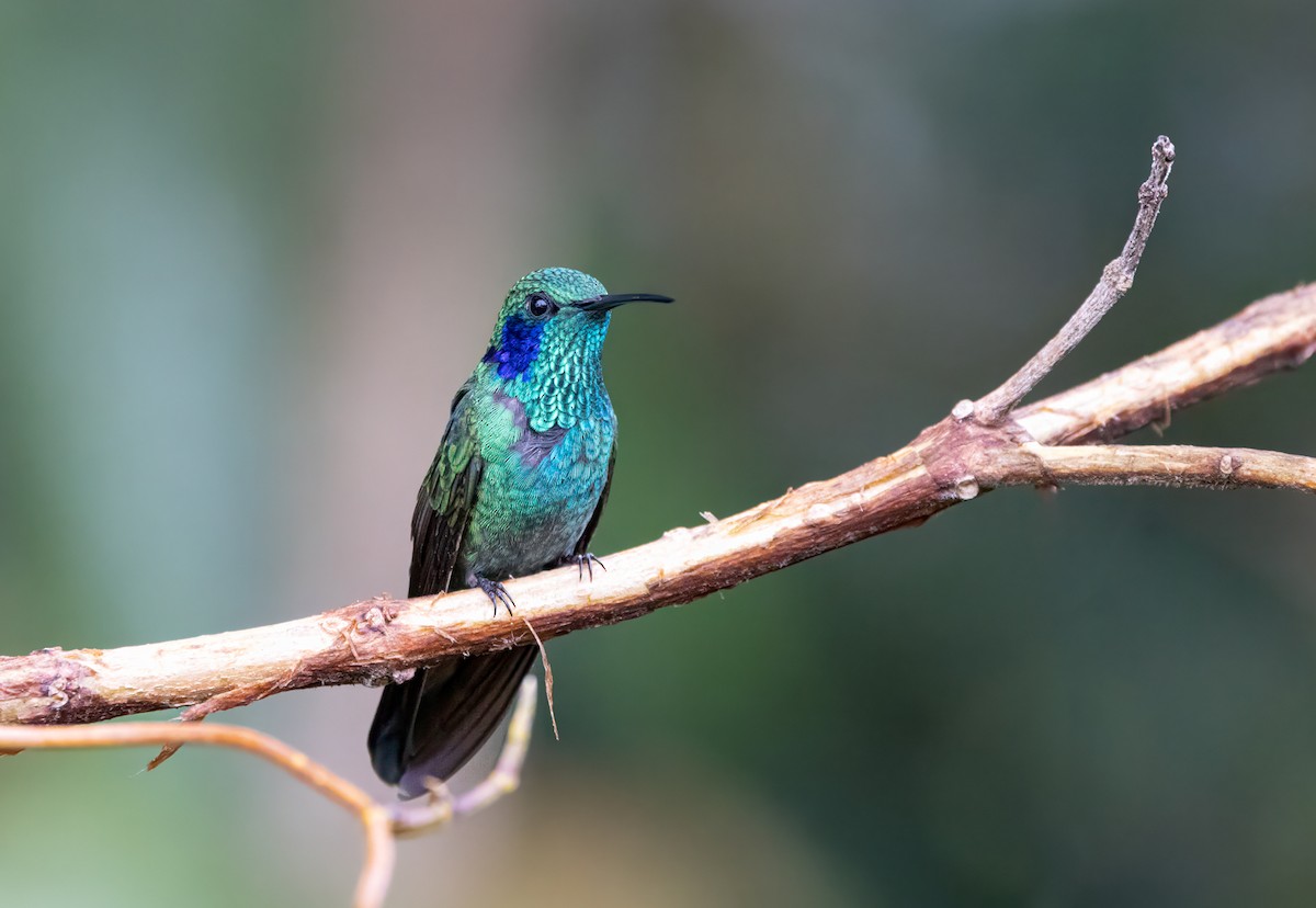 Lesser Violetear - ML647366324