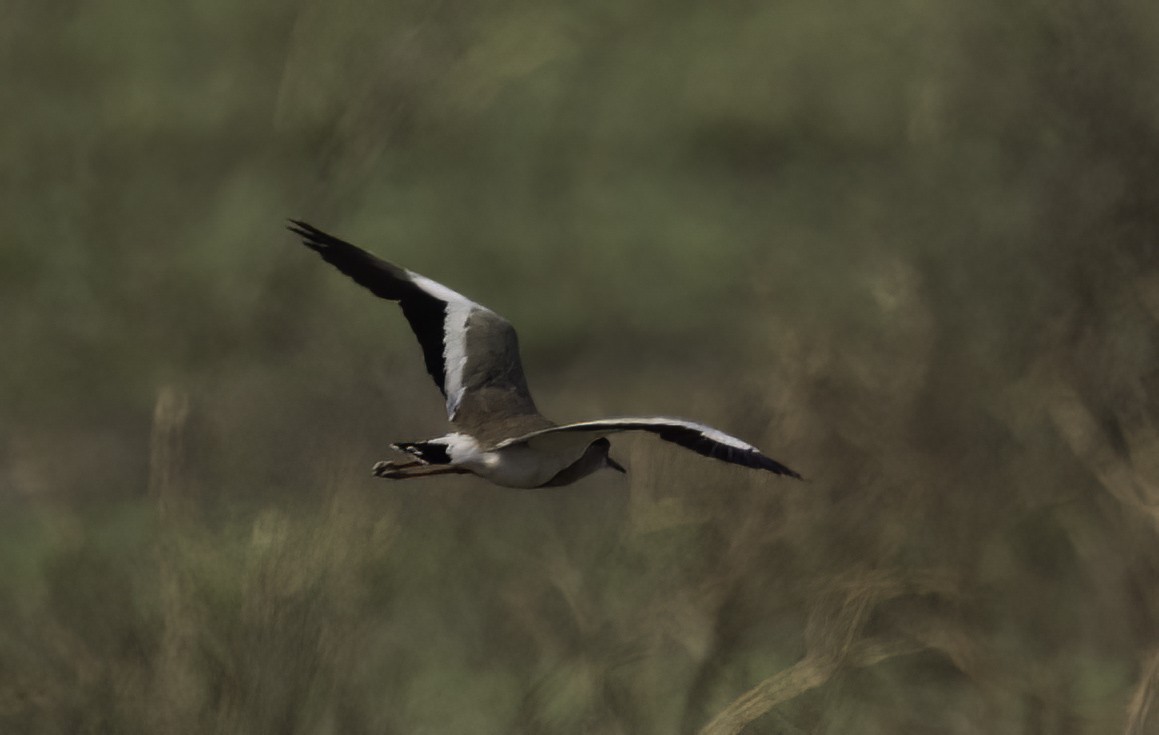 Avefría Coronada - ML647366325