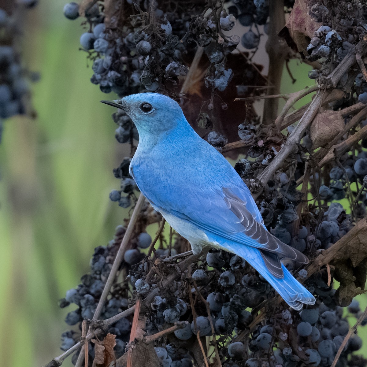 Azulejo Claro - ML647366327