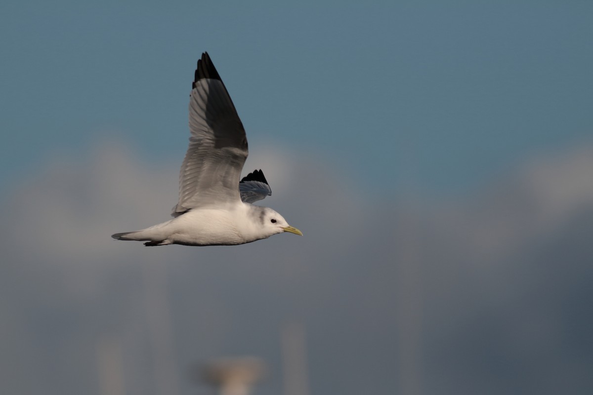Black-legged Kittiwake - ML647366328