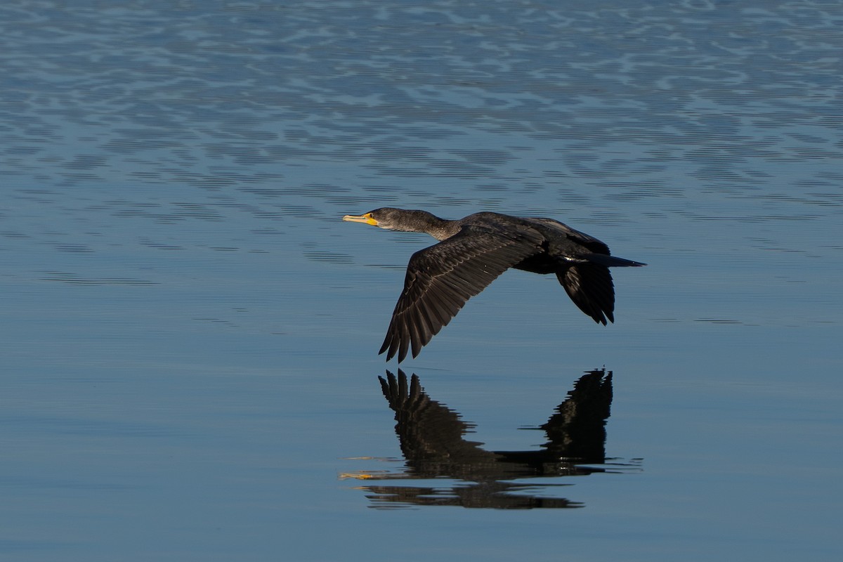 Cormorán Orejudo - ML647366329