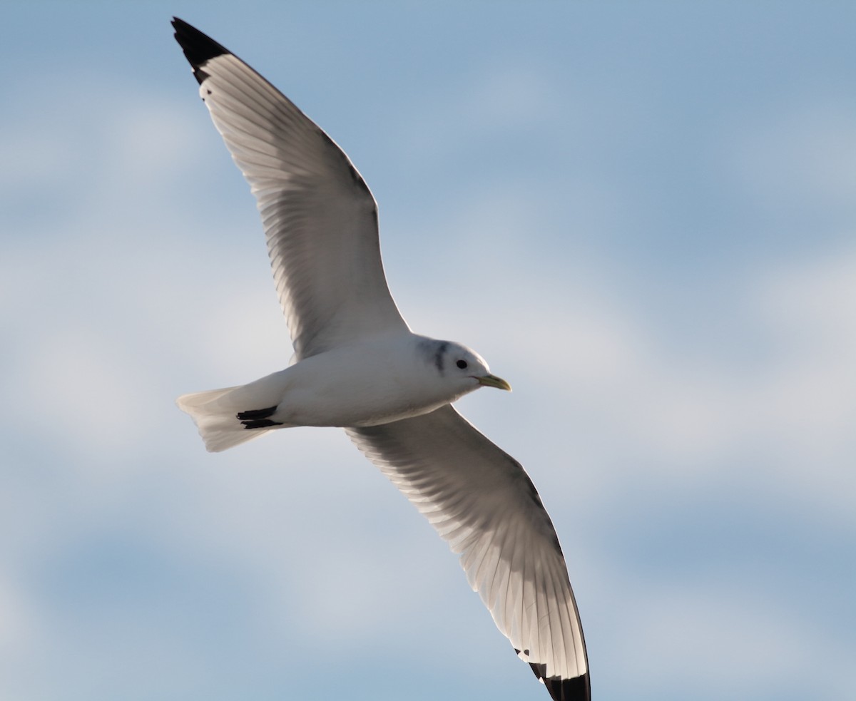 Black-legged Kittiwake - ML647366330