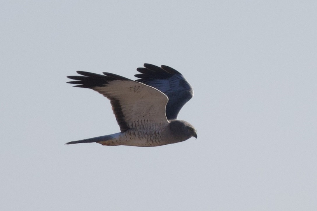 Aguilucho de Hudson - ML647366331