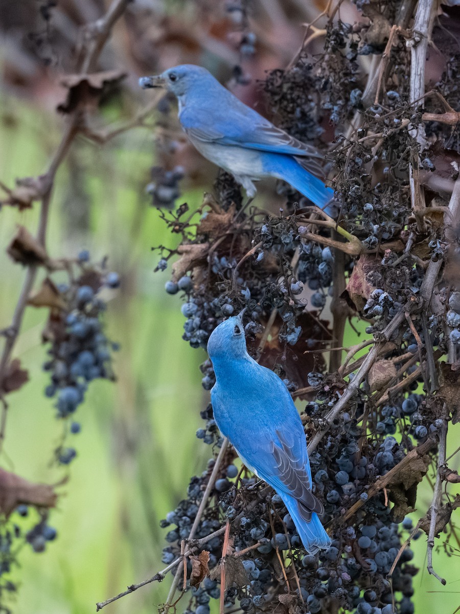 Azulejo Claro - ML647366333