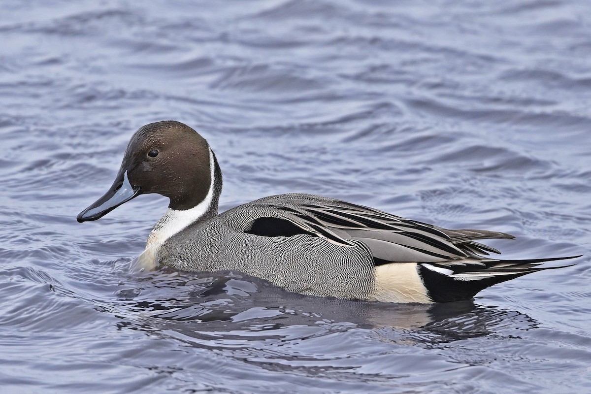 Ánade Rabudo - ML647366334