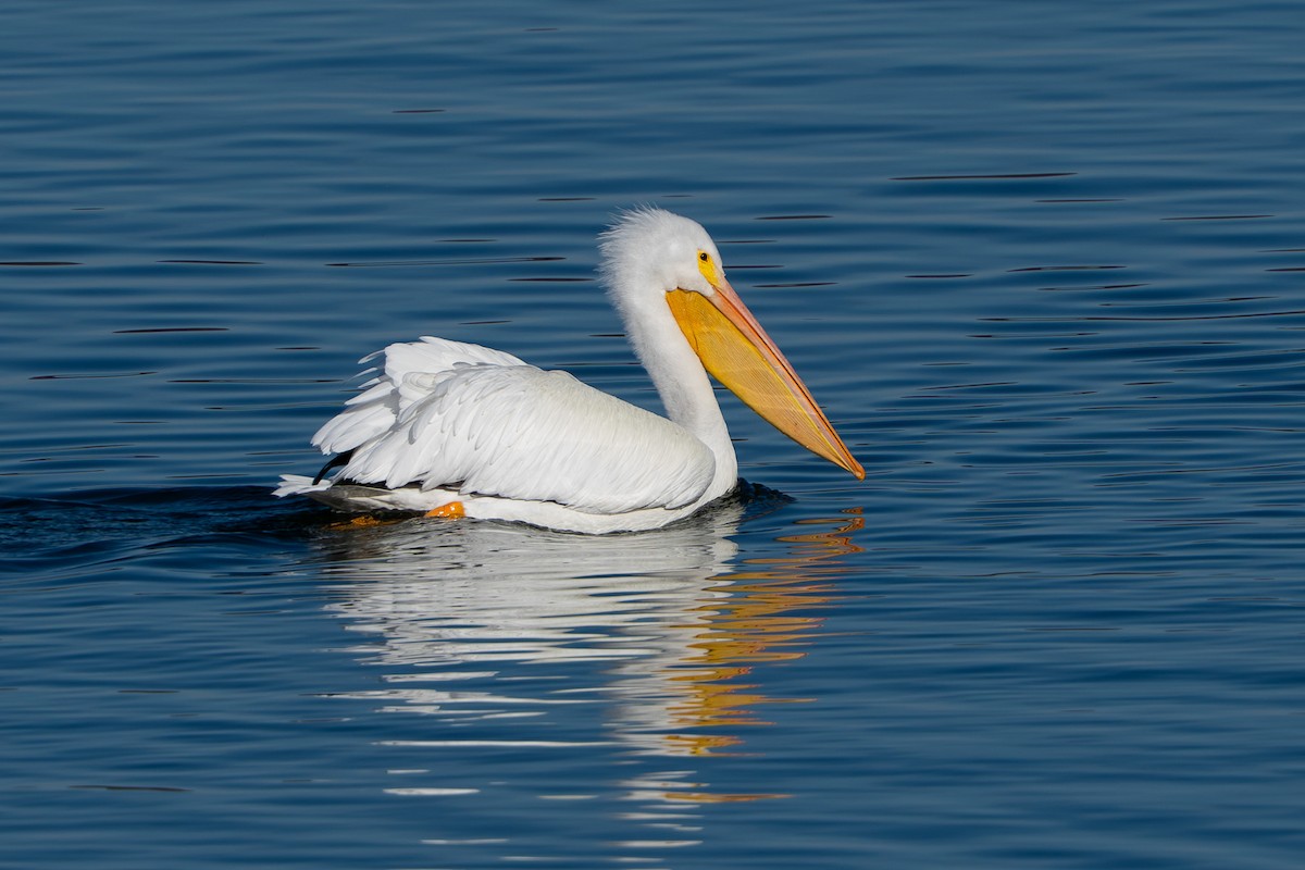 Pelícano Norteamericano - ML647366335