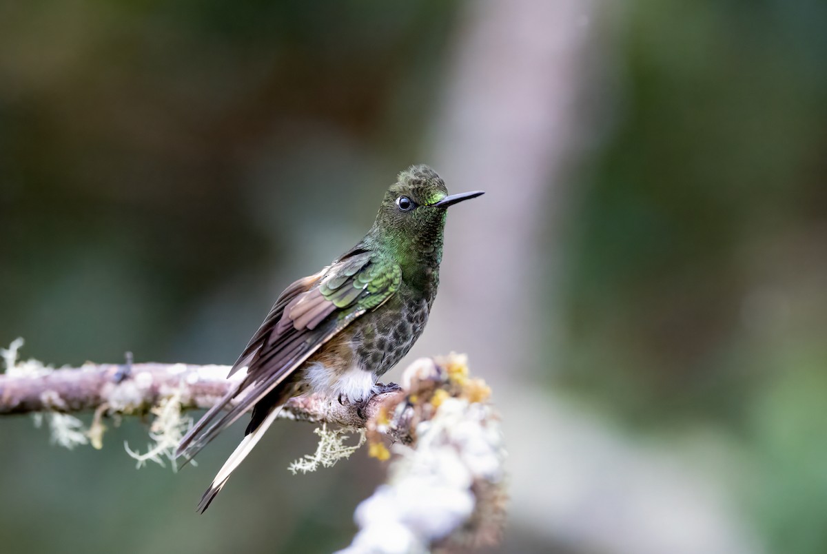 Colibrí Colihabano - ML647366336