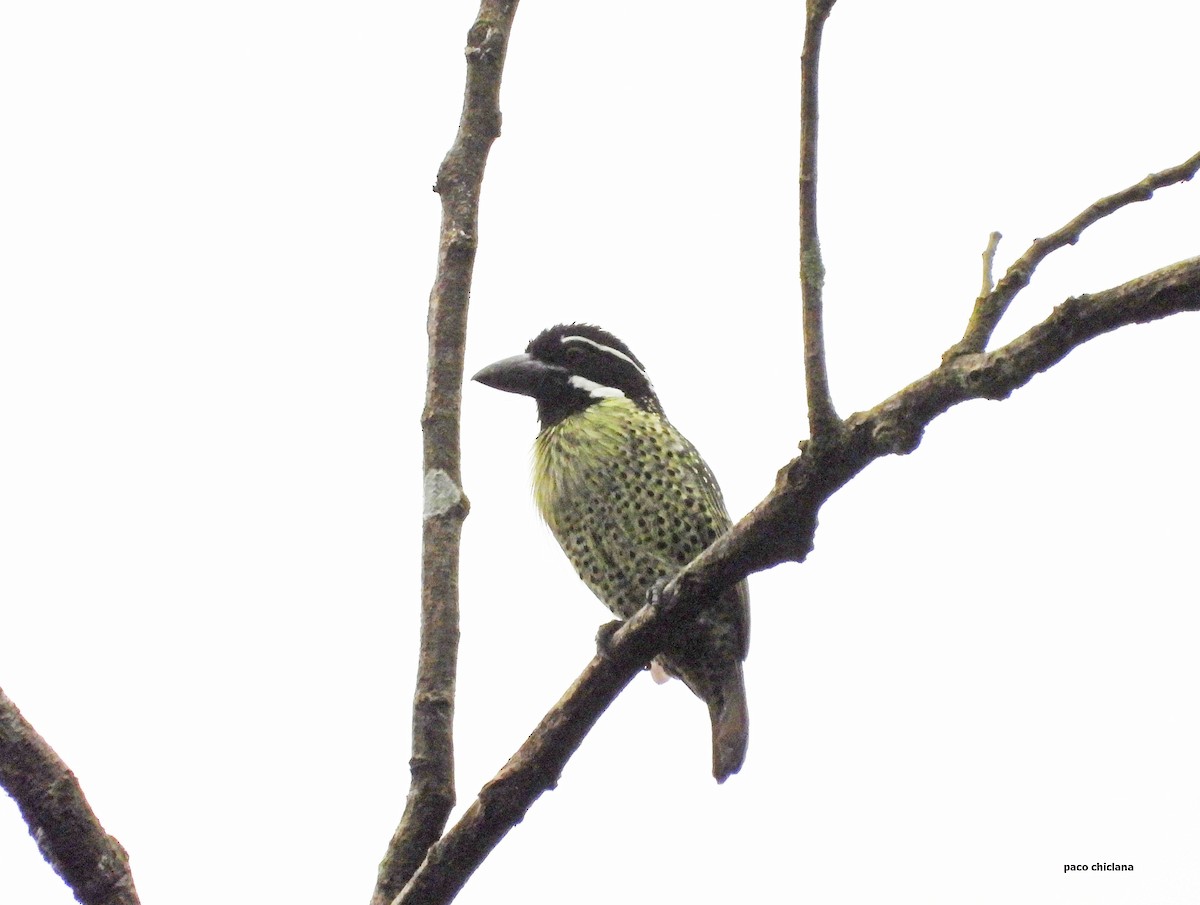 Barbudo Hirsuto - ML647366337