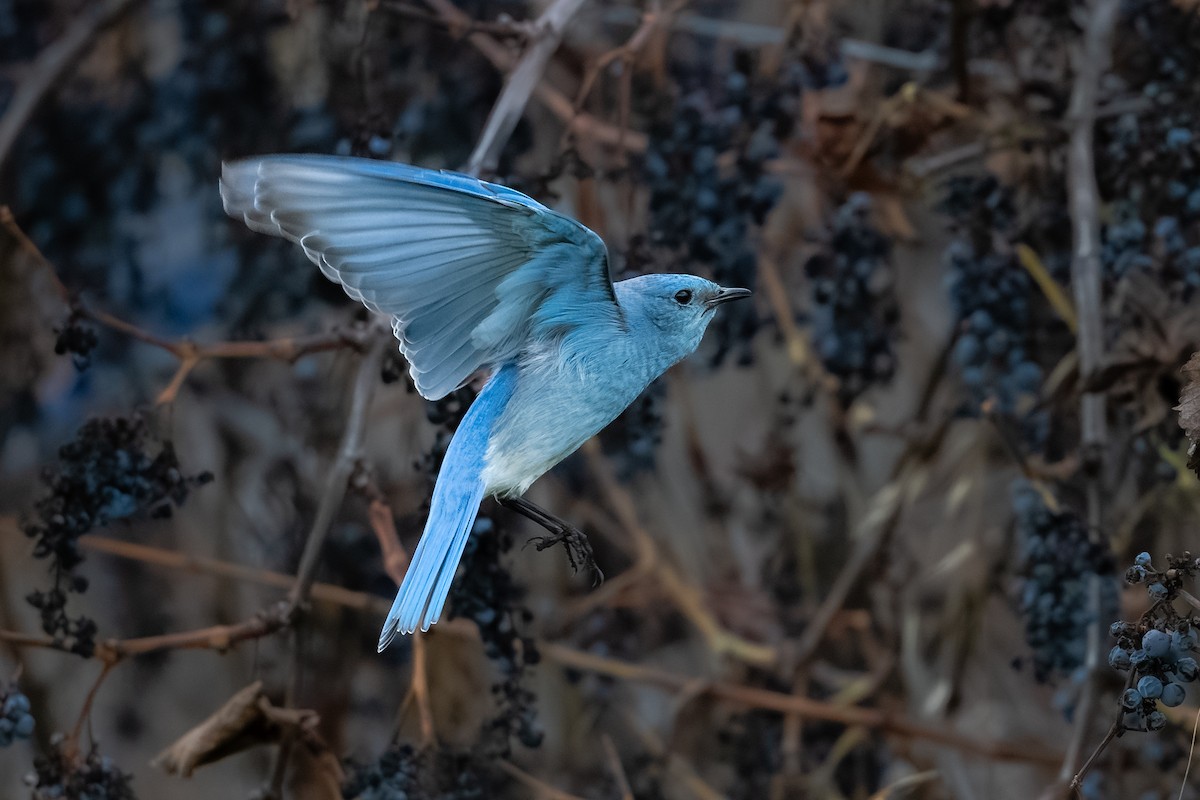 Azulejo Claro - ML647366338