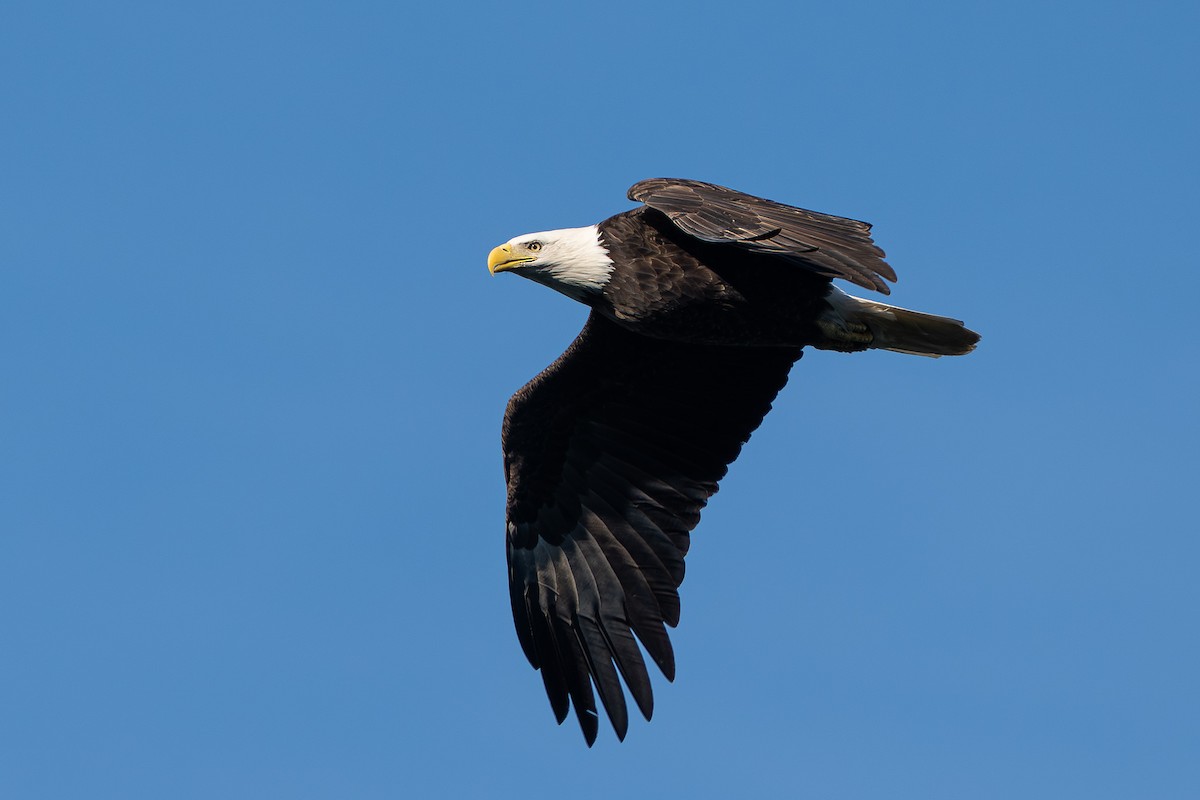 Pigargo Americano - ML647366339