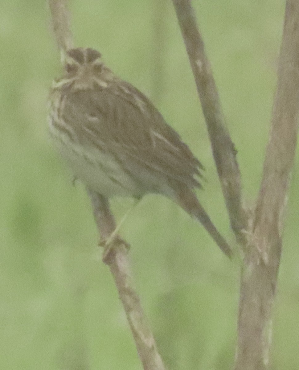 Chingolo Sabanero - ML647366340