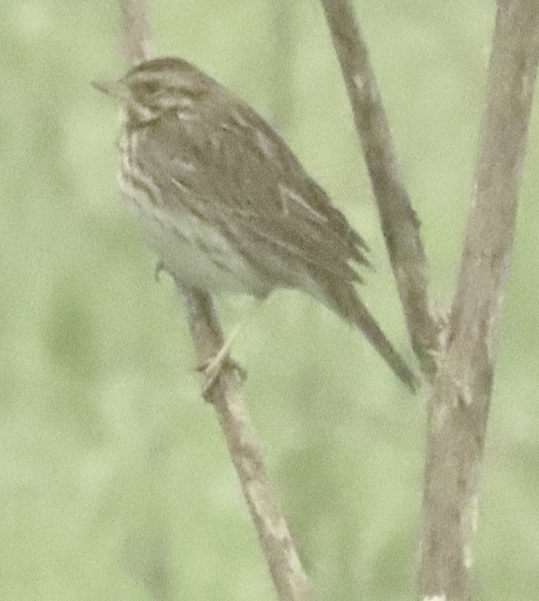 Chingolo Sabanero - ML647366341