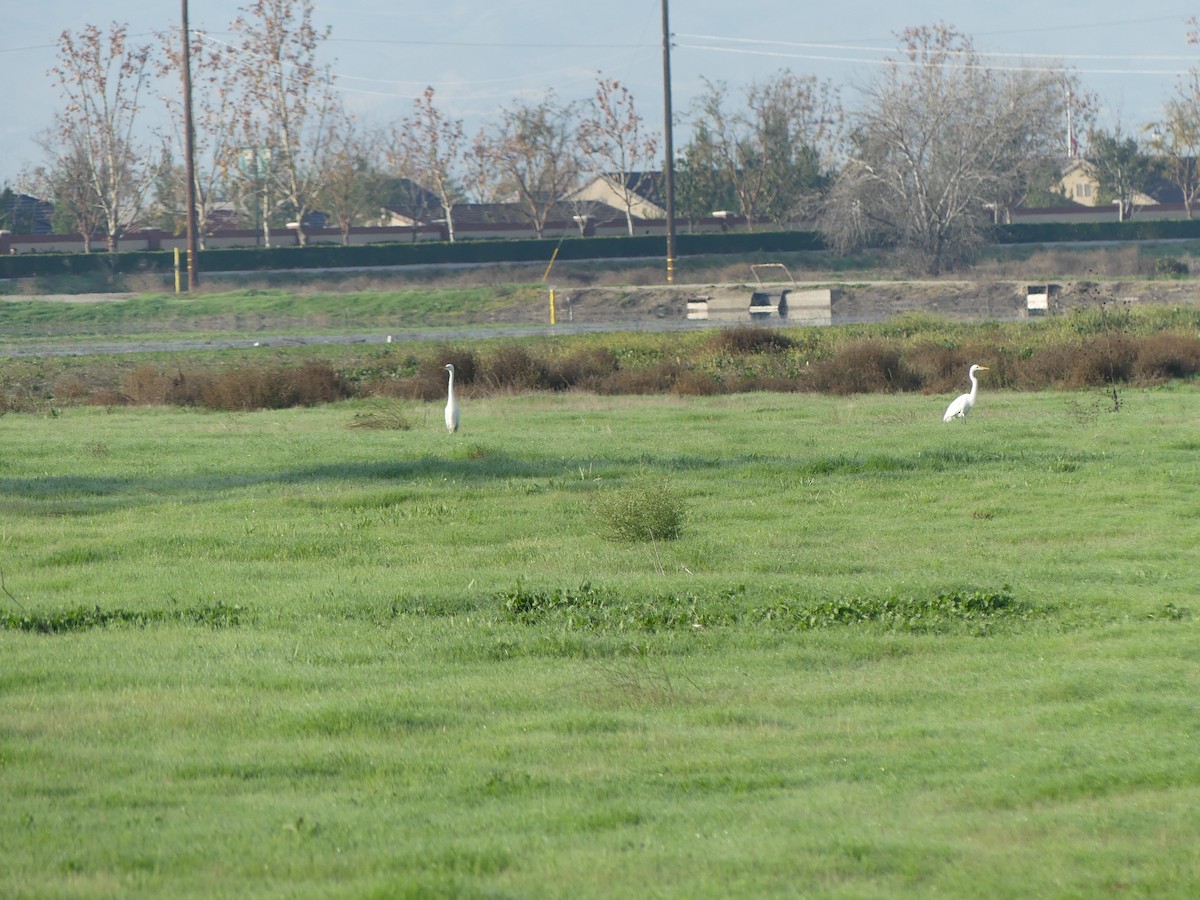 Garceta Grande - ML647366342