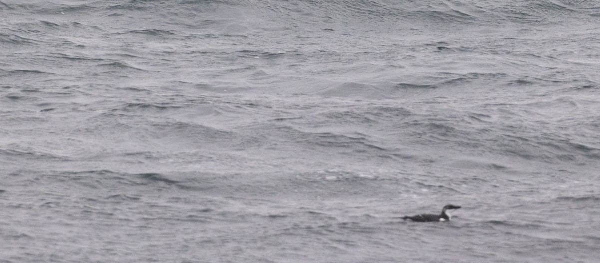 Alca Común - ML647366343