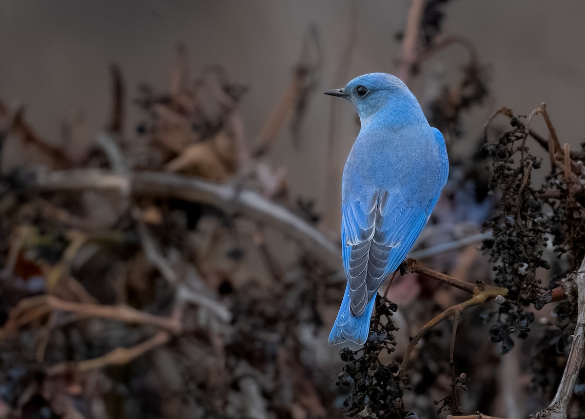 Azulejo Claro - ML647366344