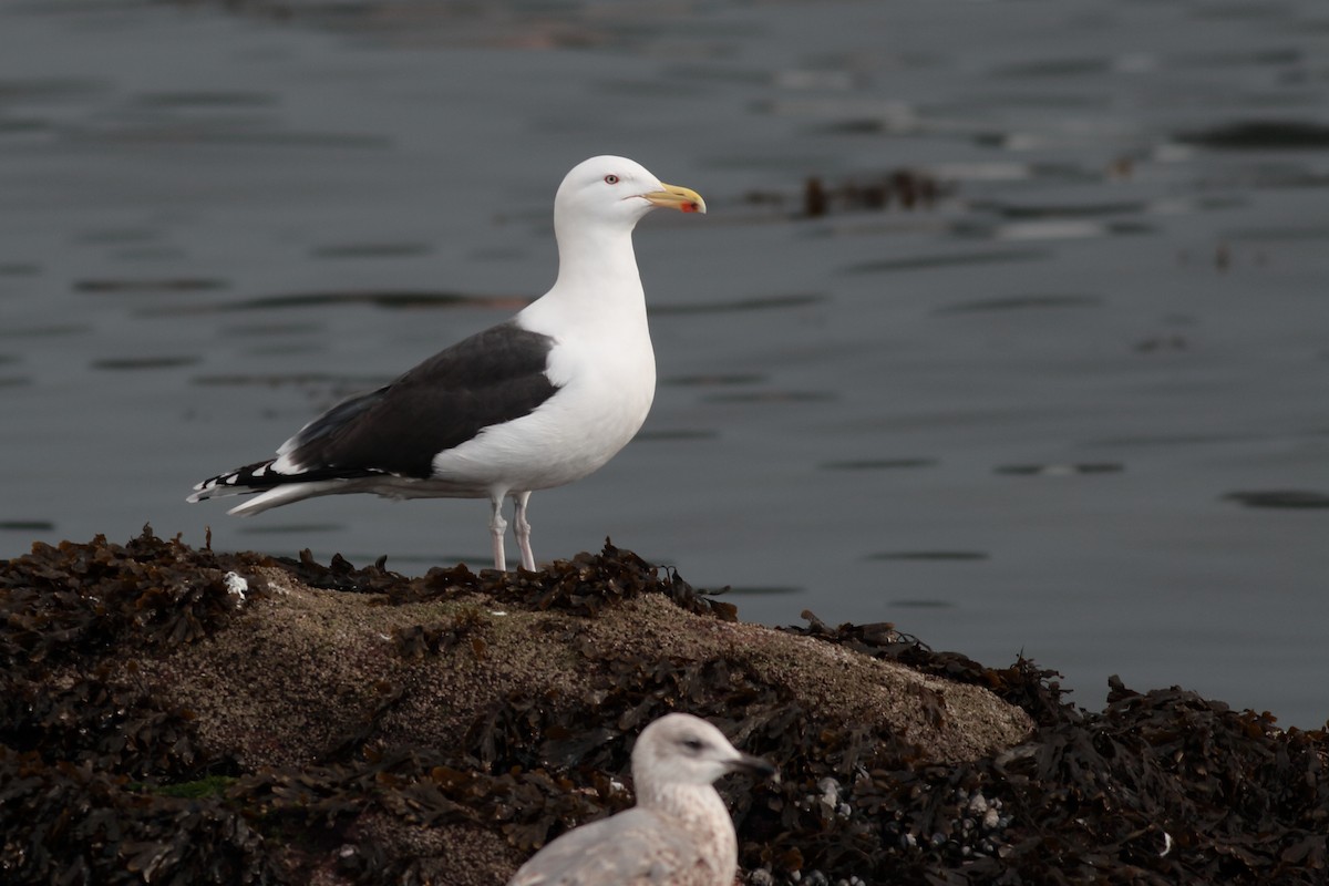 Gavión Atlántico - ML647366345