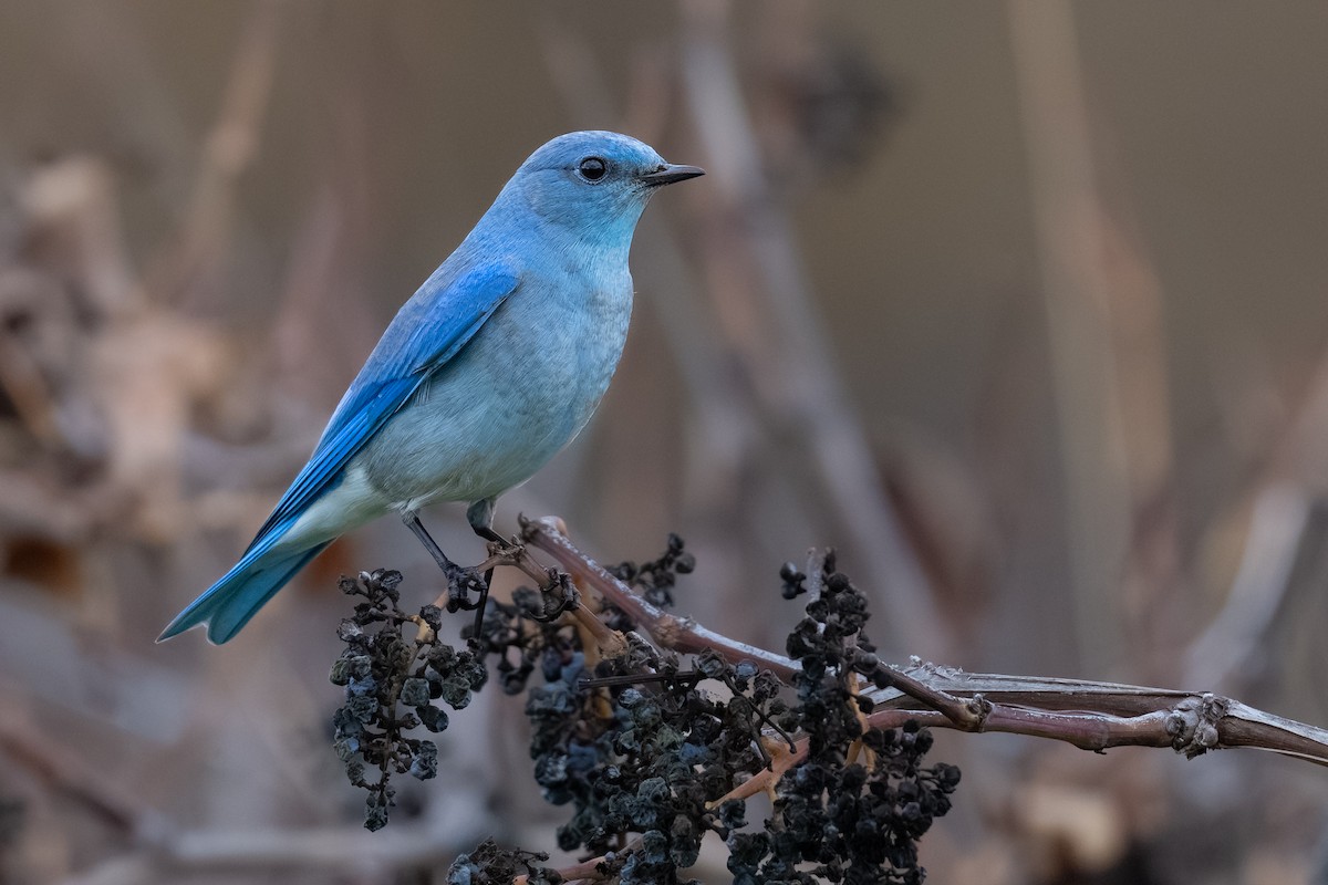 Azulejo Claro - ML647366346