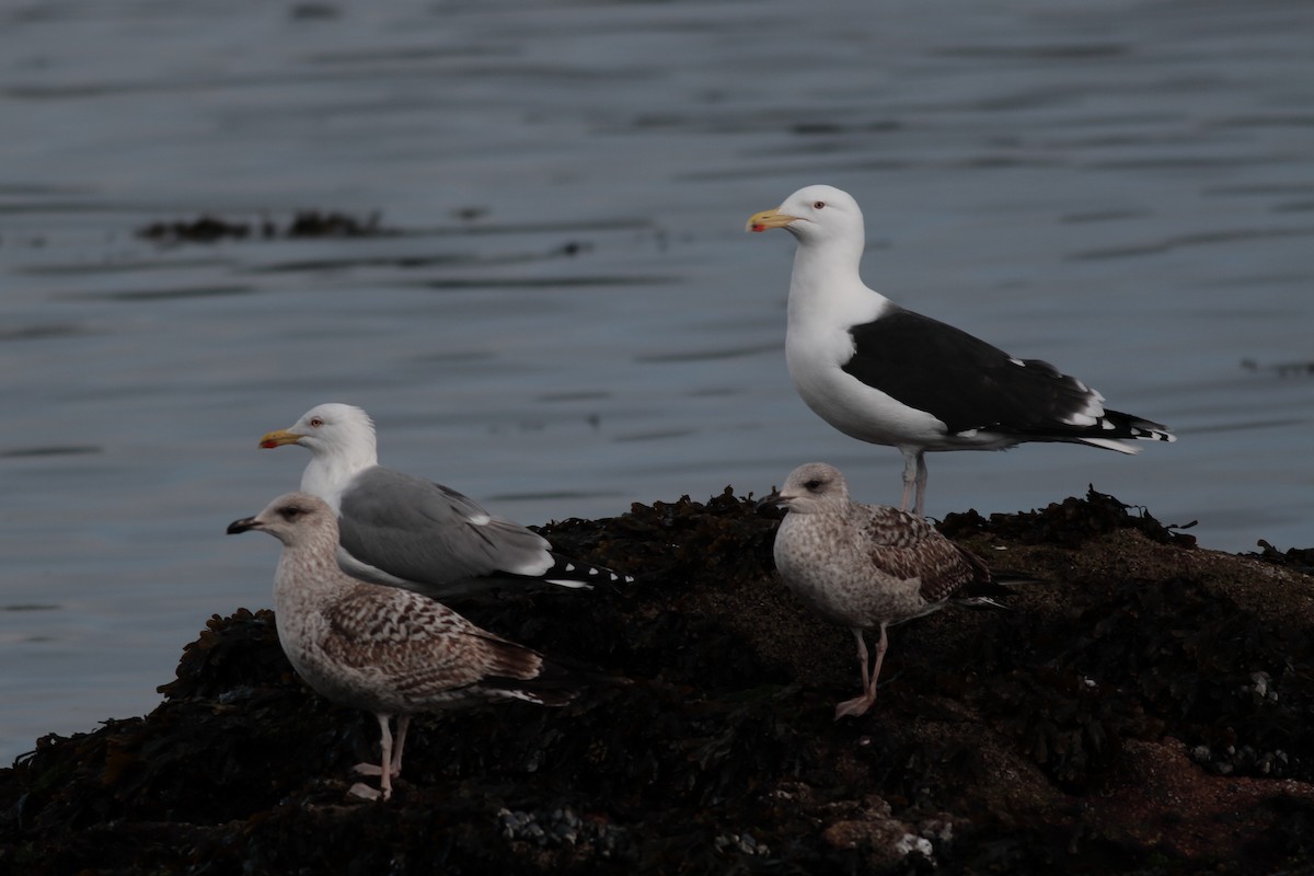 Gavión Atlántico - ML647366347