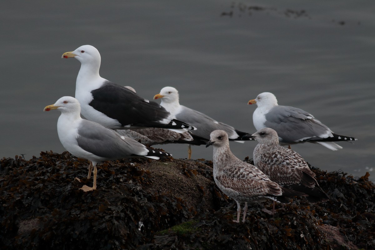 Gavión Atlántico - ML647366348