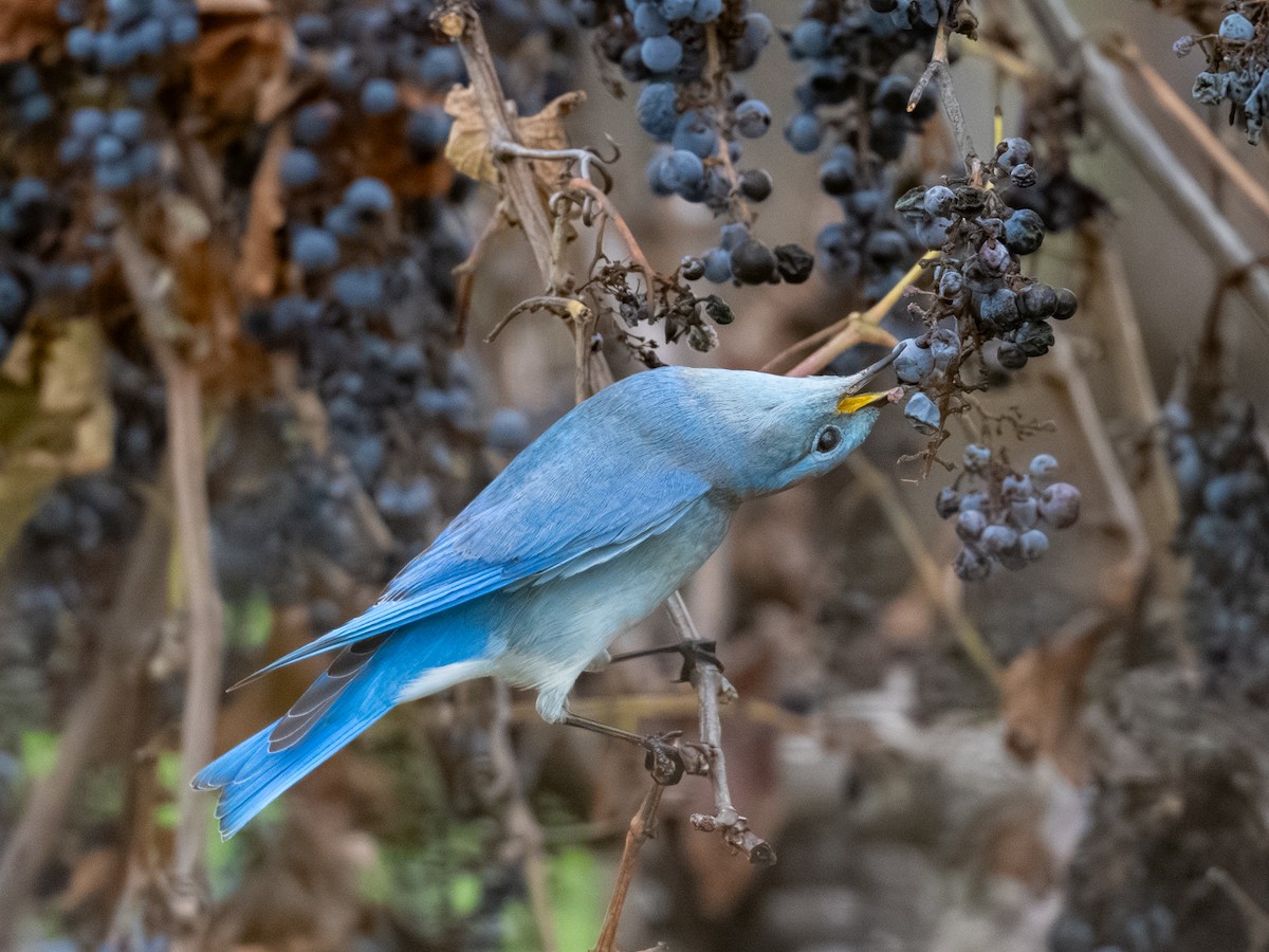 Azulejo Claro - ML647366349