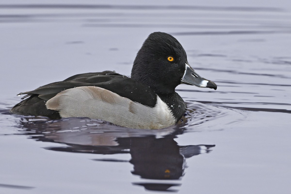 Porrón Acollarado - ML647366352