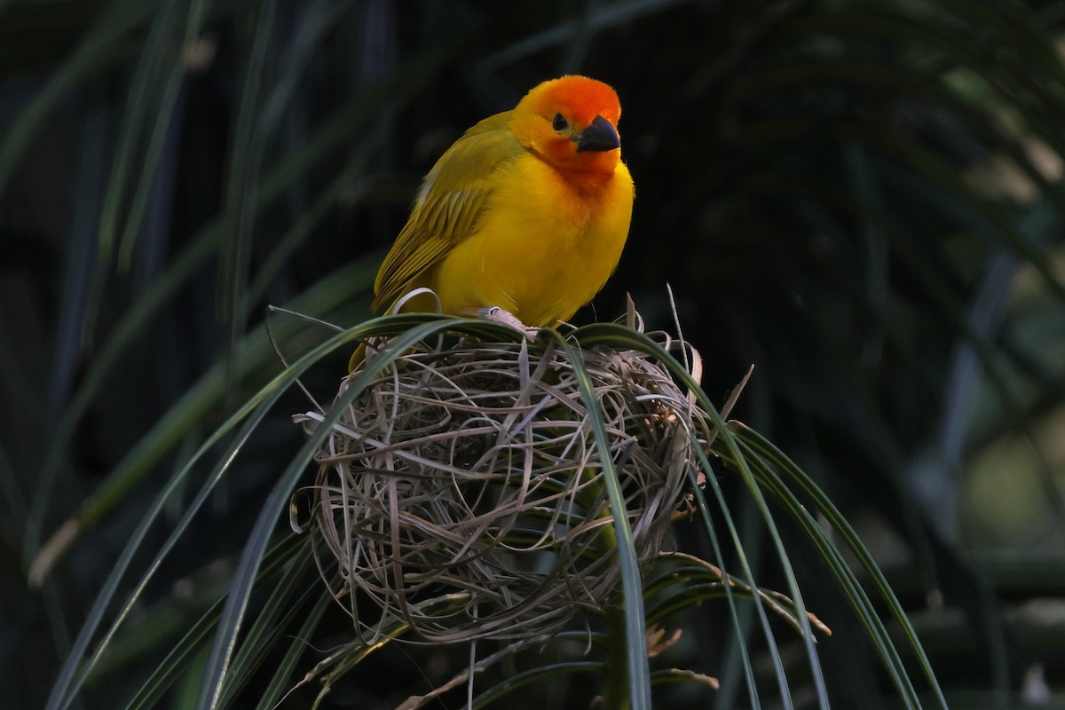 Tejedor Palmero - ML647366353