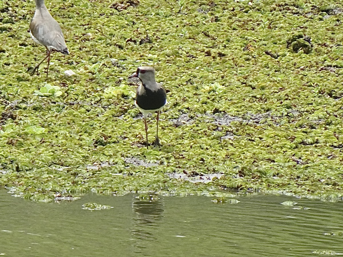 Avefría Tero - ML647366360