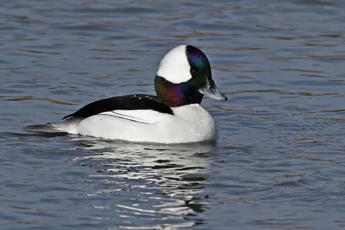 Bufflehead - ML647366371