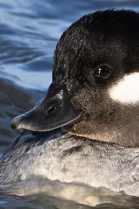 Bufflehead - ML647366372