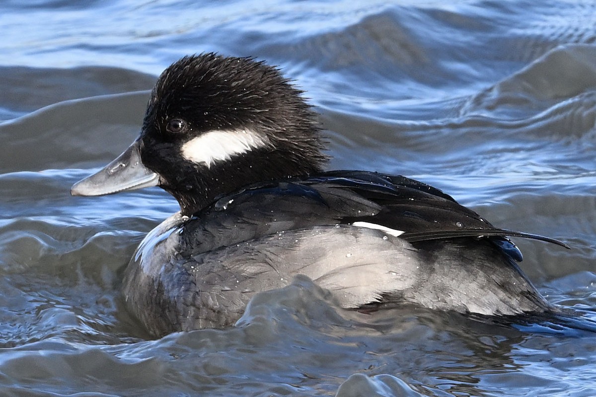 Bufflehead - ML647366373