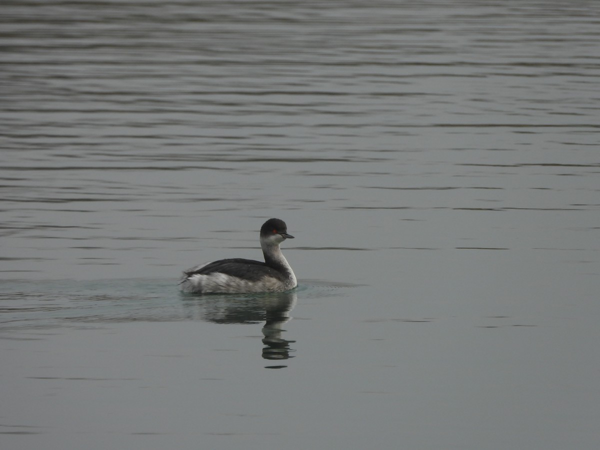 Eared Grebe - ML647366375