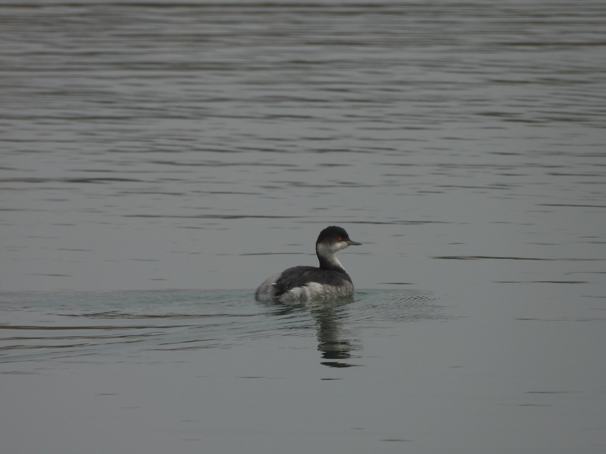 Eared Grebe - ML647366376