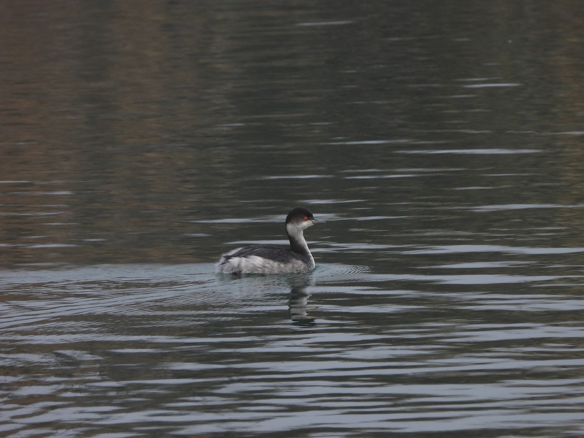 Eared Grebe - ML647366377