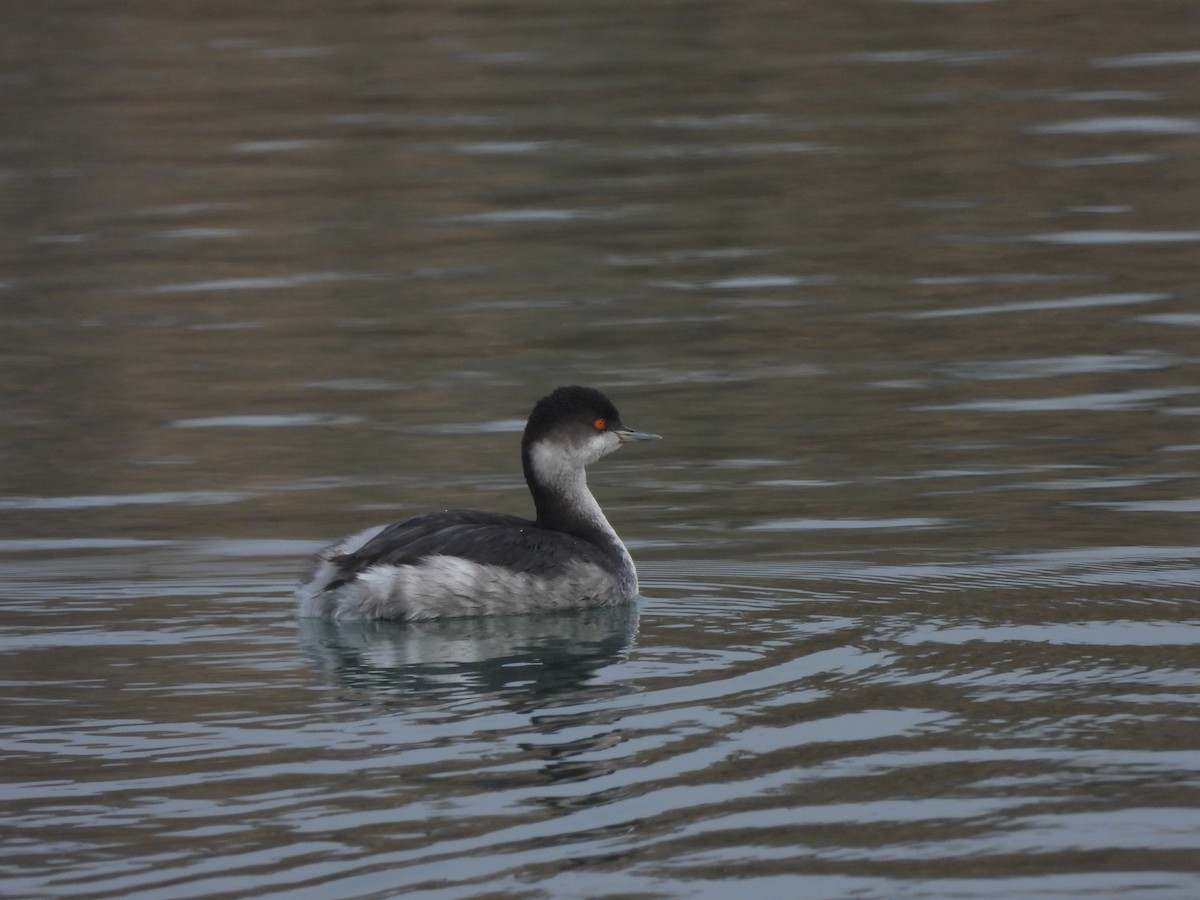 Eared Grebe - ML647366379