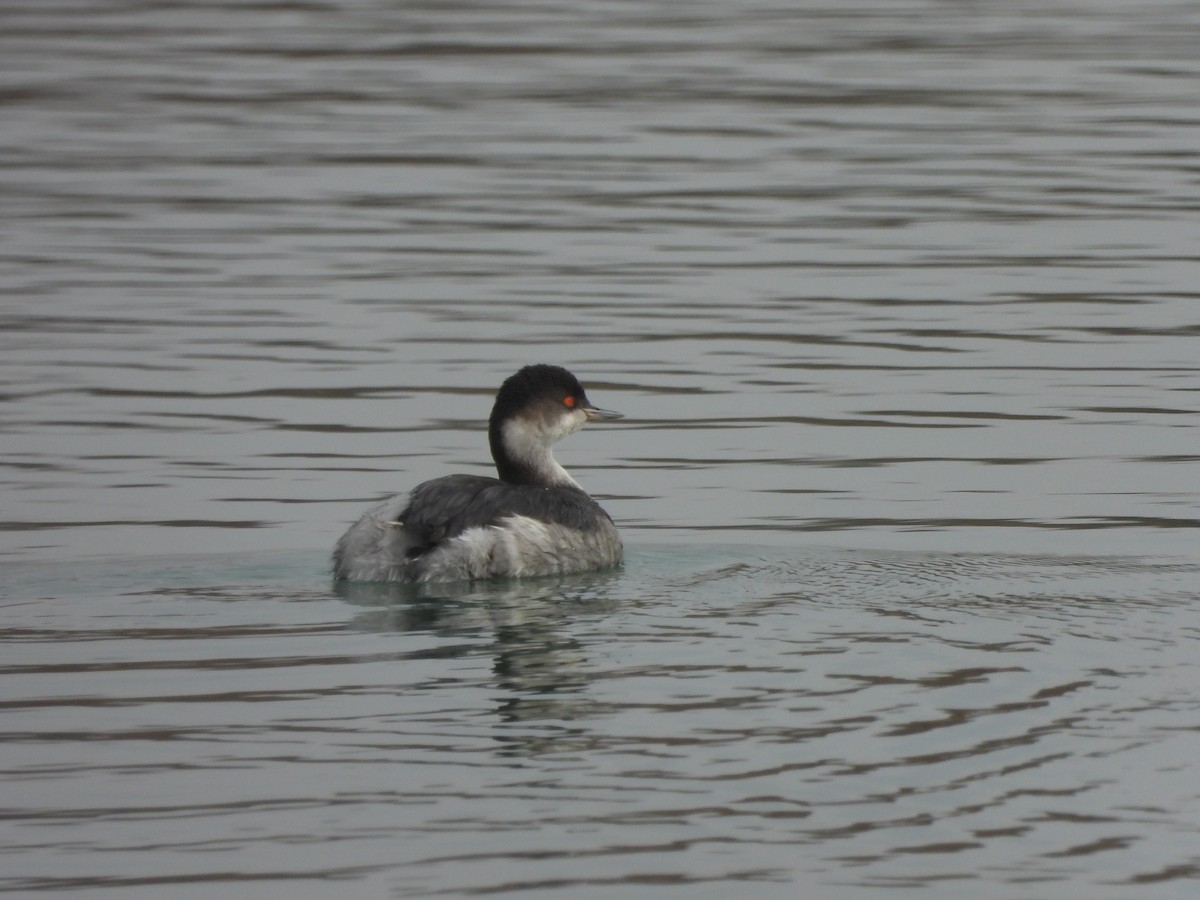 Eared Grebe - ML647366380