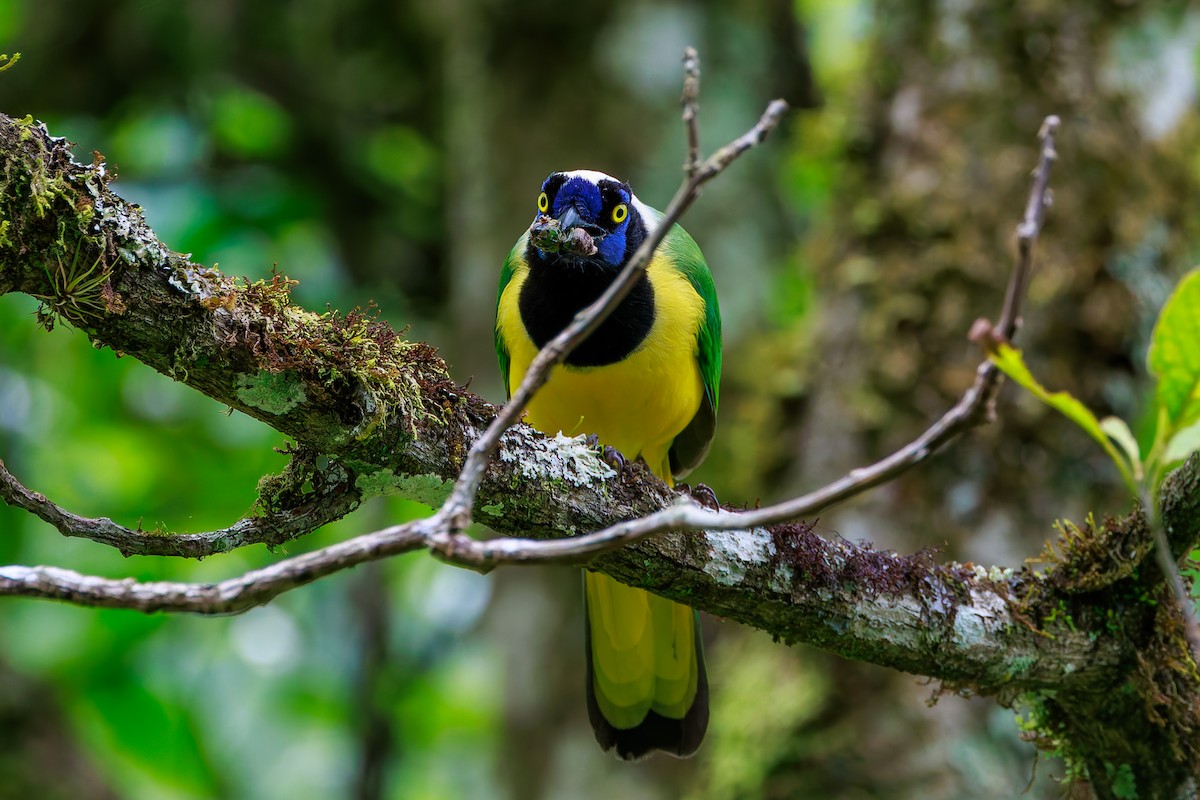 Geai vert (groupe yncas) - ML647366399