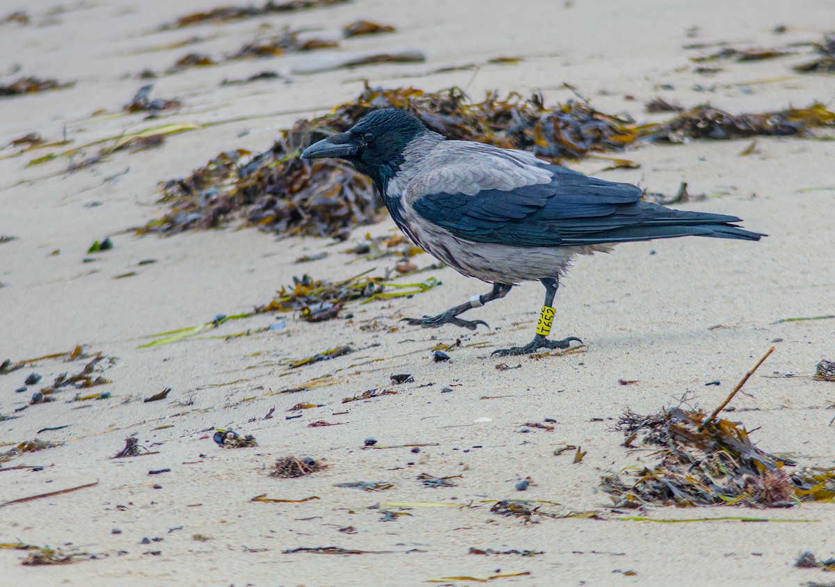 ズキンガラス - ML647366408