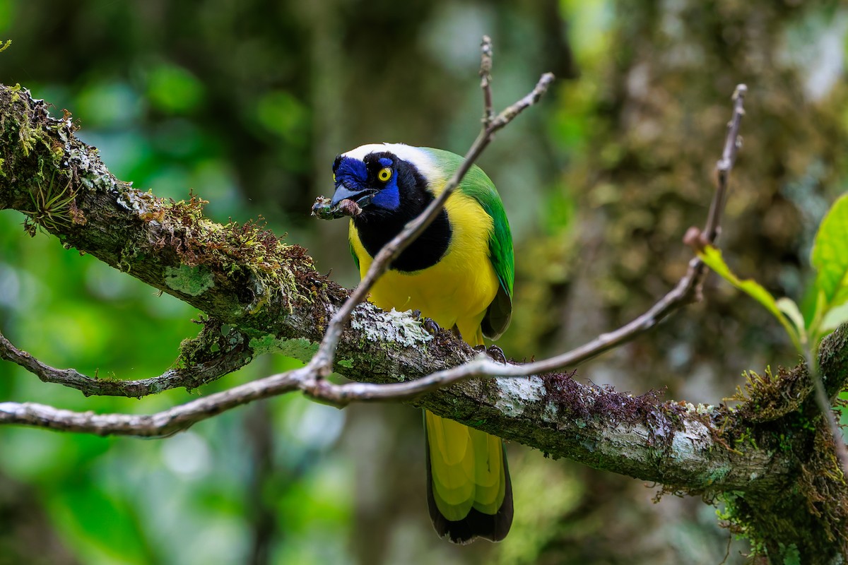 Geai vert (groupe yncas) - ML647366409