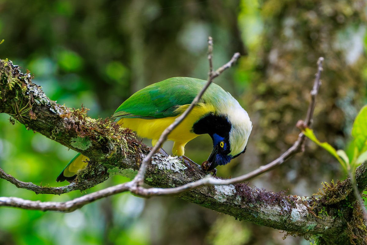 Geai vert (groupe yncas) - ML647366410