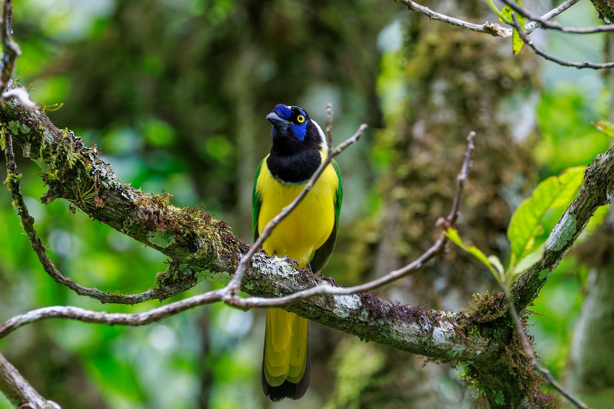 Geai vert (groupe yncas) - ML647366411