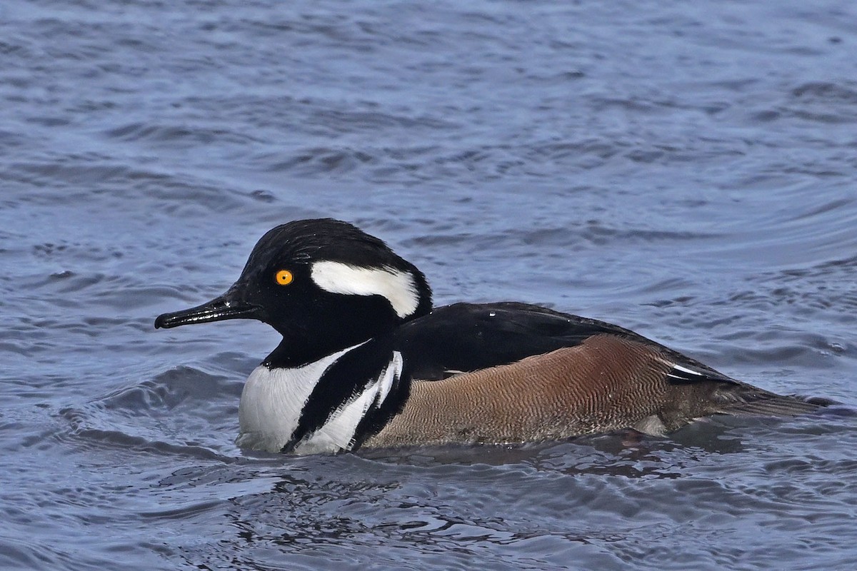 Hooded Merganser - ML647366424