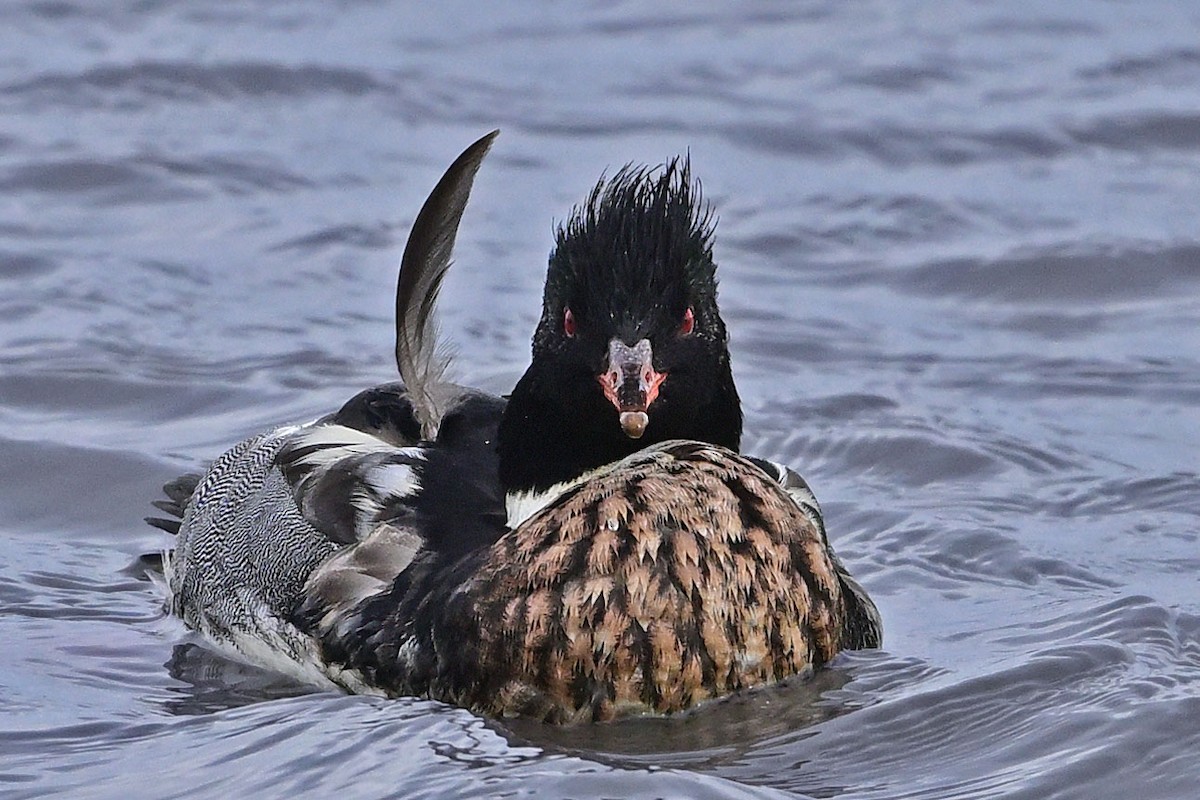Red-breasted Merganser - ML647366446