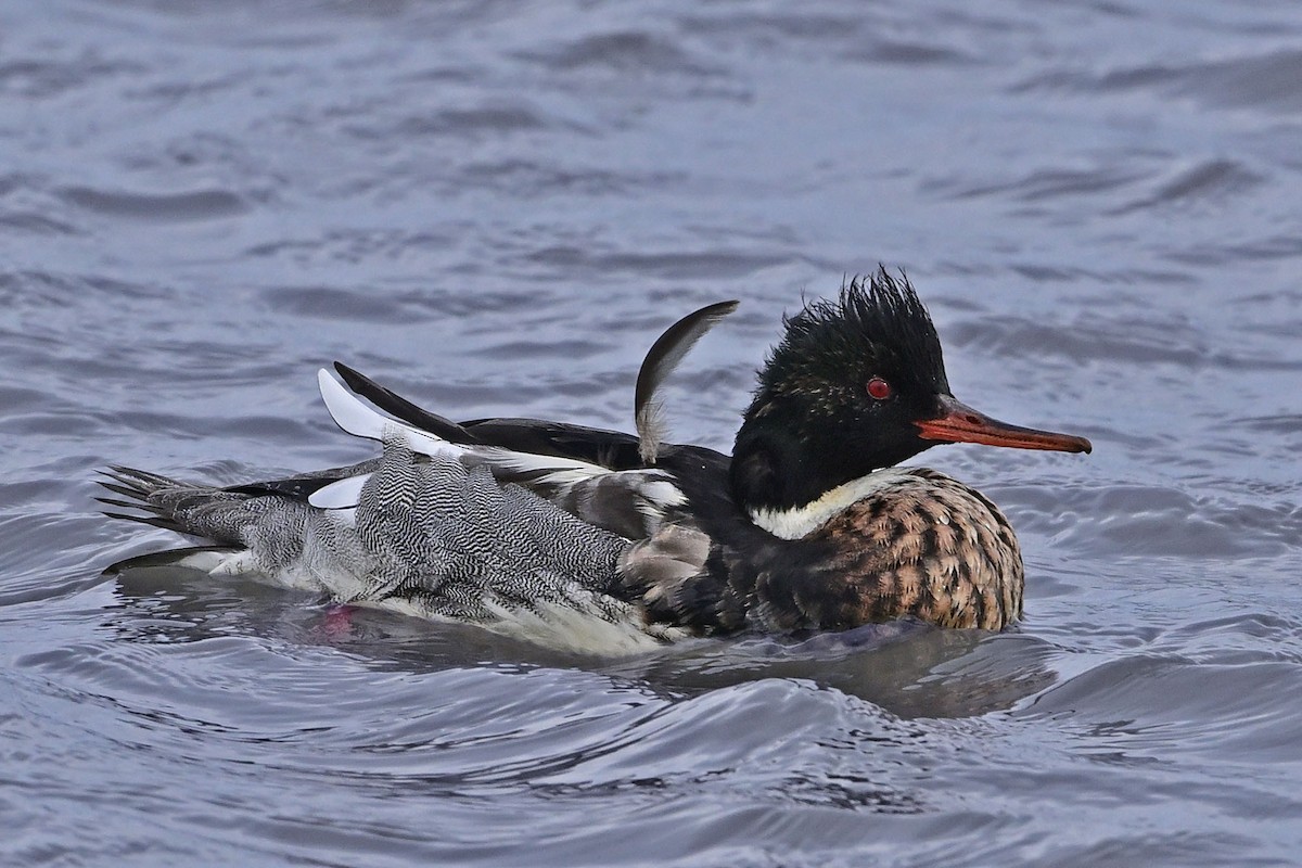 Red-breasted Merganser - ML647366447