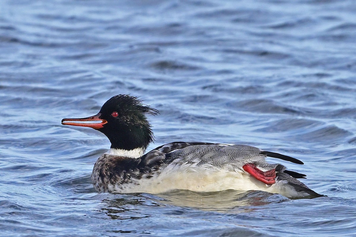 Red-breasted Merganser - ML647366448