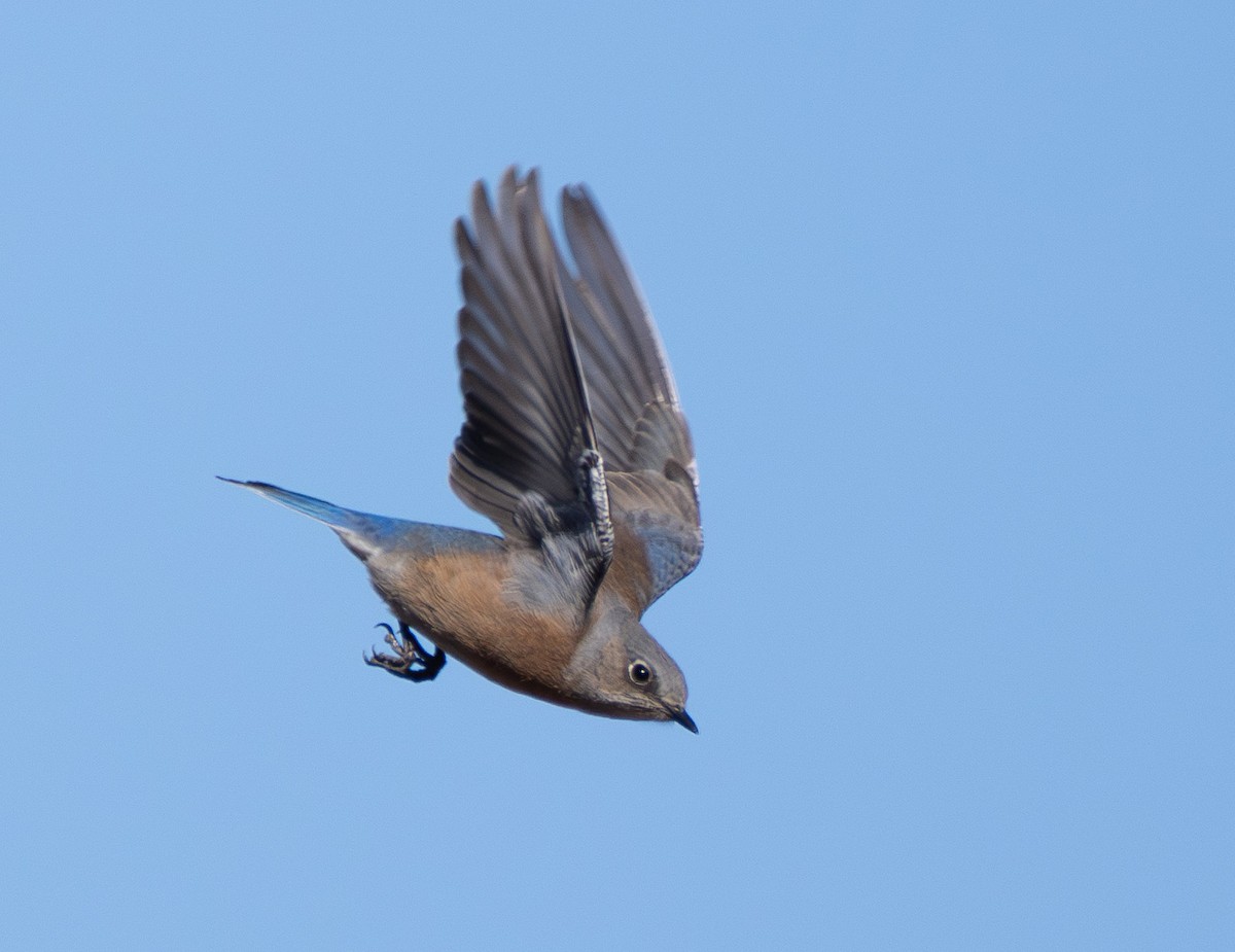 salašník západní - ML647366464